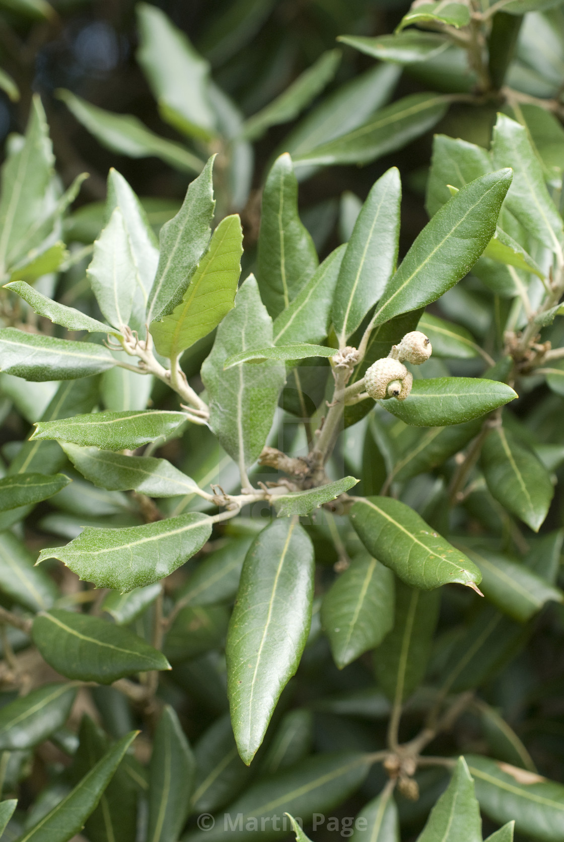 "Quercus ilex (Holm Oak)" stock image