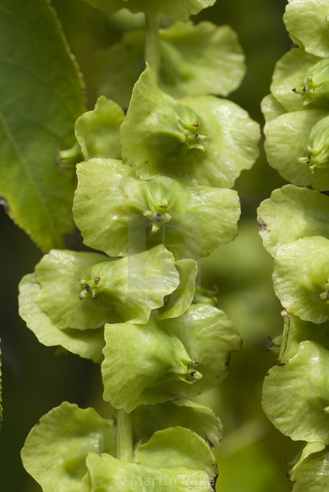 "Pterocarya fraxinifolia (Caucasian wingnut)." stock image