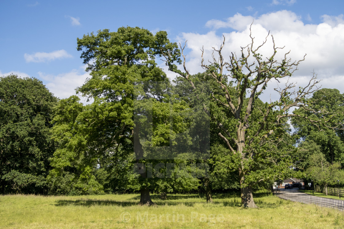 "Quercus cerris (Turkey Oak) and Q. robur (English oak), Eastwood Hall, Nottinghamshire" stock image