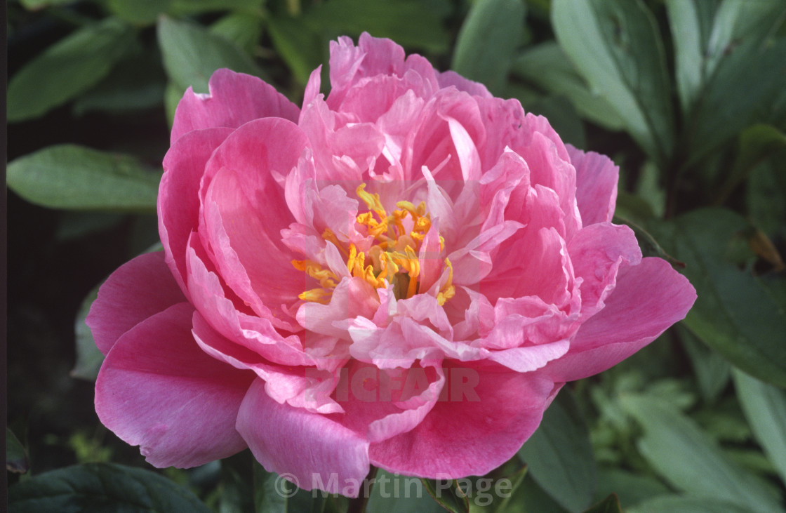 "Paeonia lactiflora 'Gayborder June'." stock image