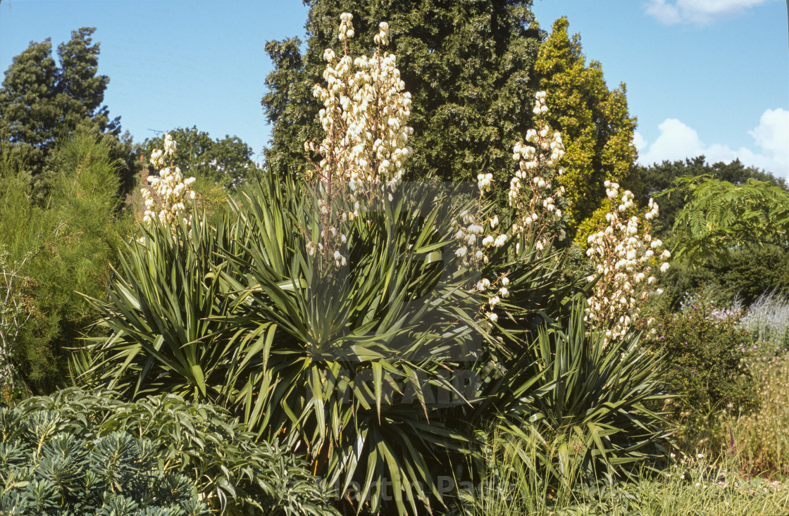 "Yucca gloriosa, Spanish Dagger, flowering, RHS Wisley." stock image