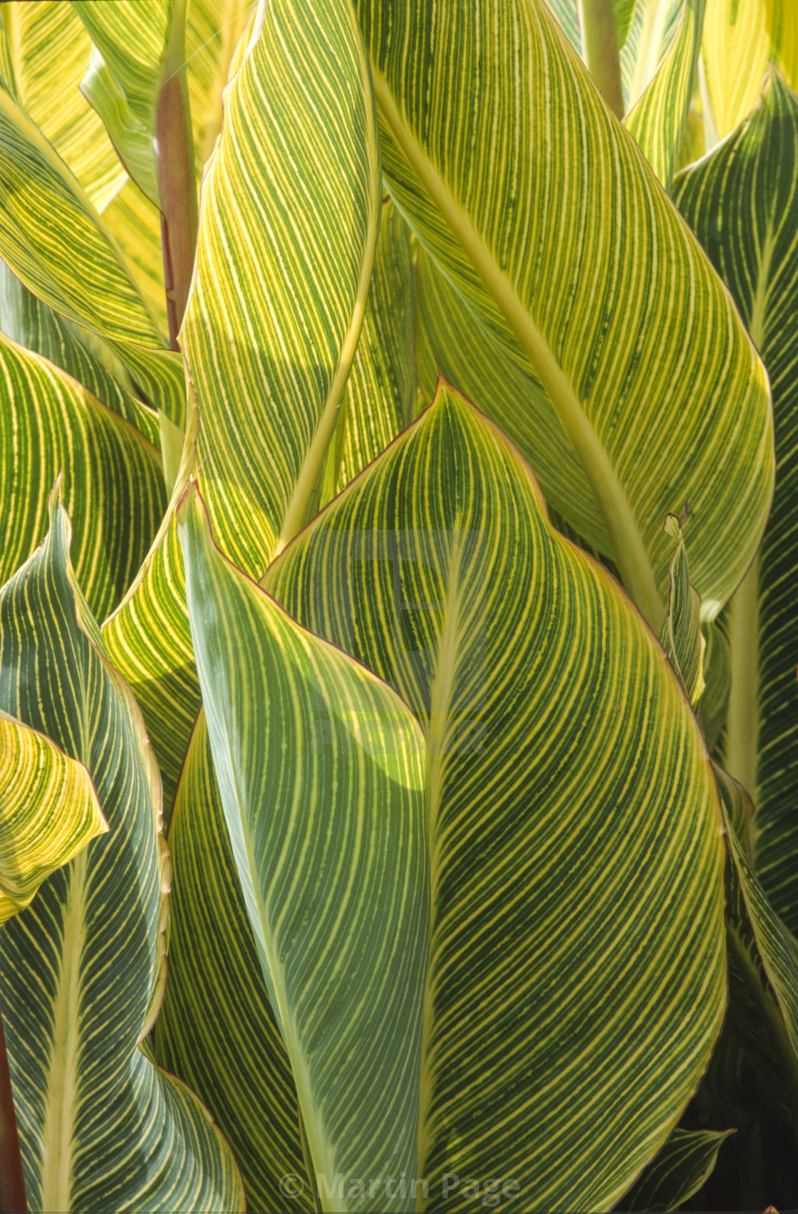 "Canna 'Striata', RHS Wisley." stock image