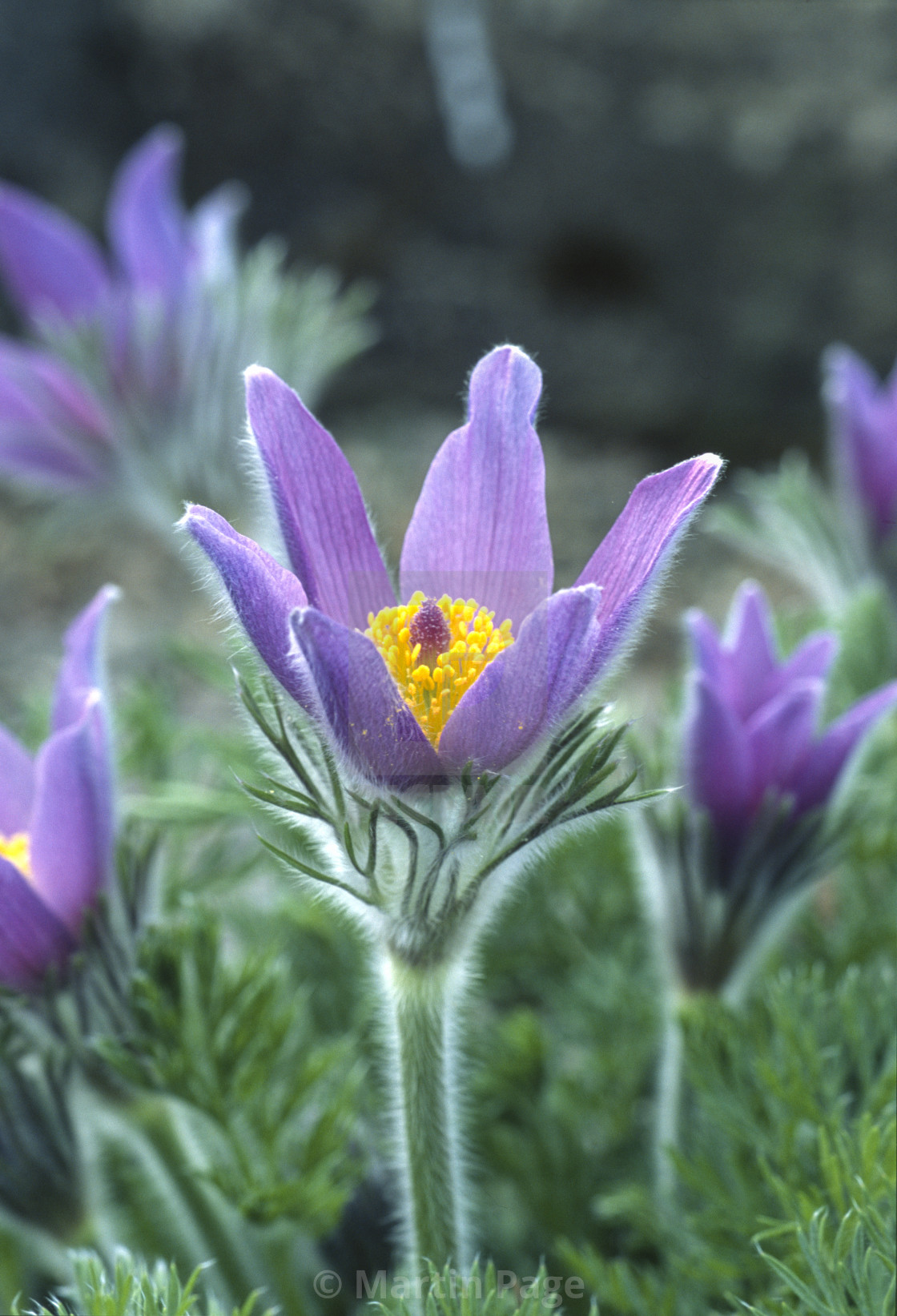 "Pulsatilla zimmermannii, Pasque flower. RHS Garden Wisley." stock image