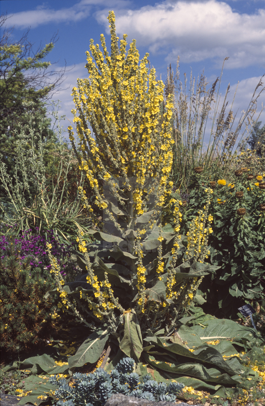 "Verbascum olympicum (Olympic mullein). RHS Hyde Hall." stock image