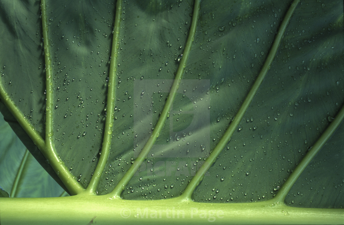 "Alocasia macrorhiza, Elephant Ear, RBG Kew." stock image