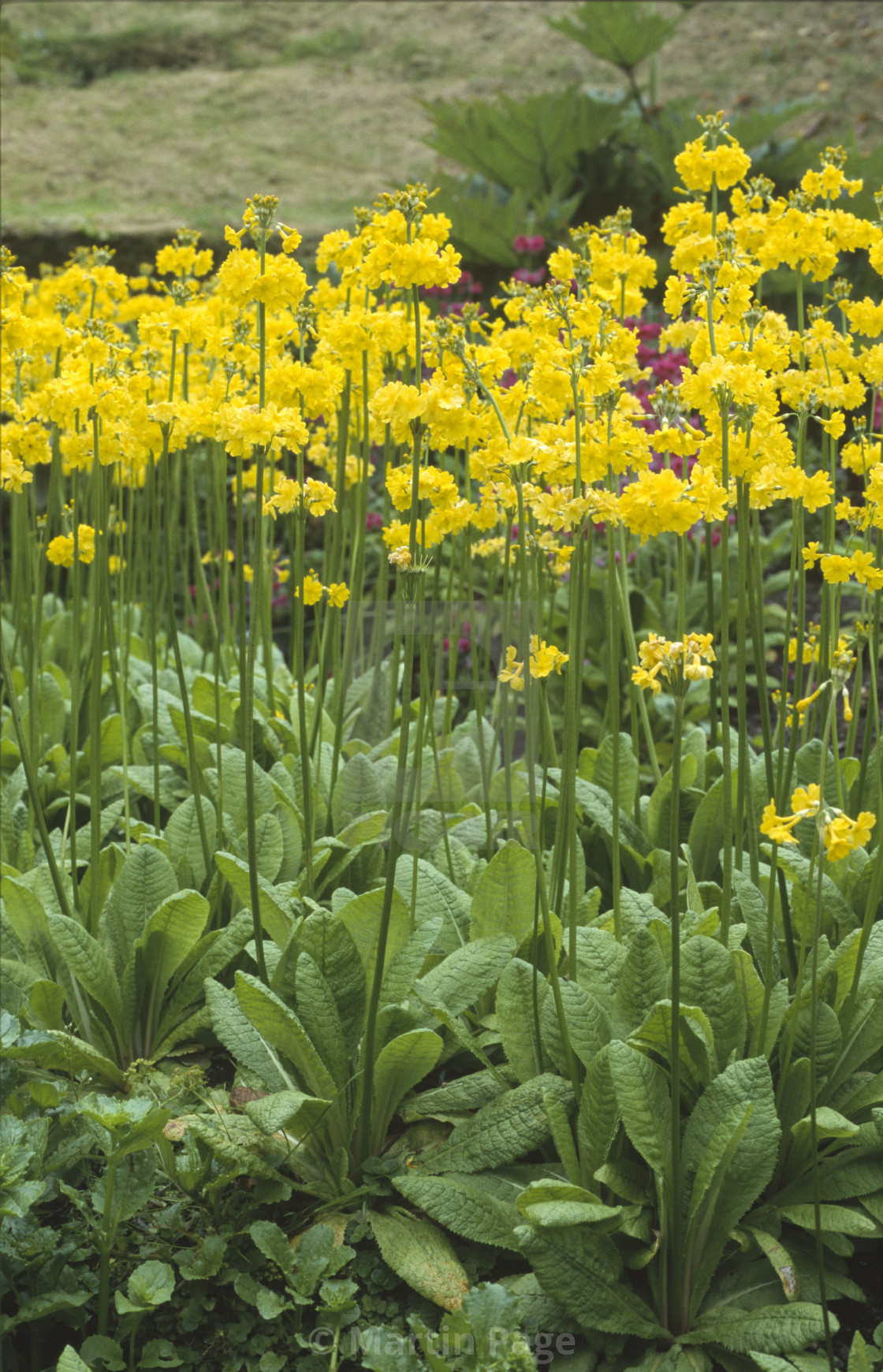 "Primula prolifera, Wakehurst Place, East Sussex." stock image