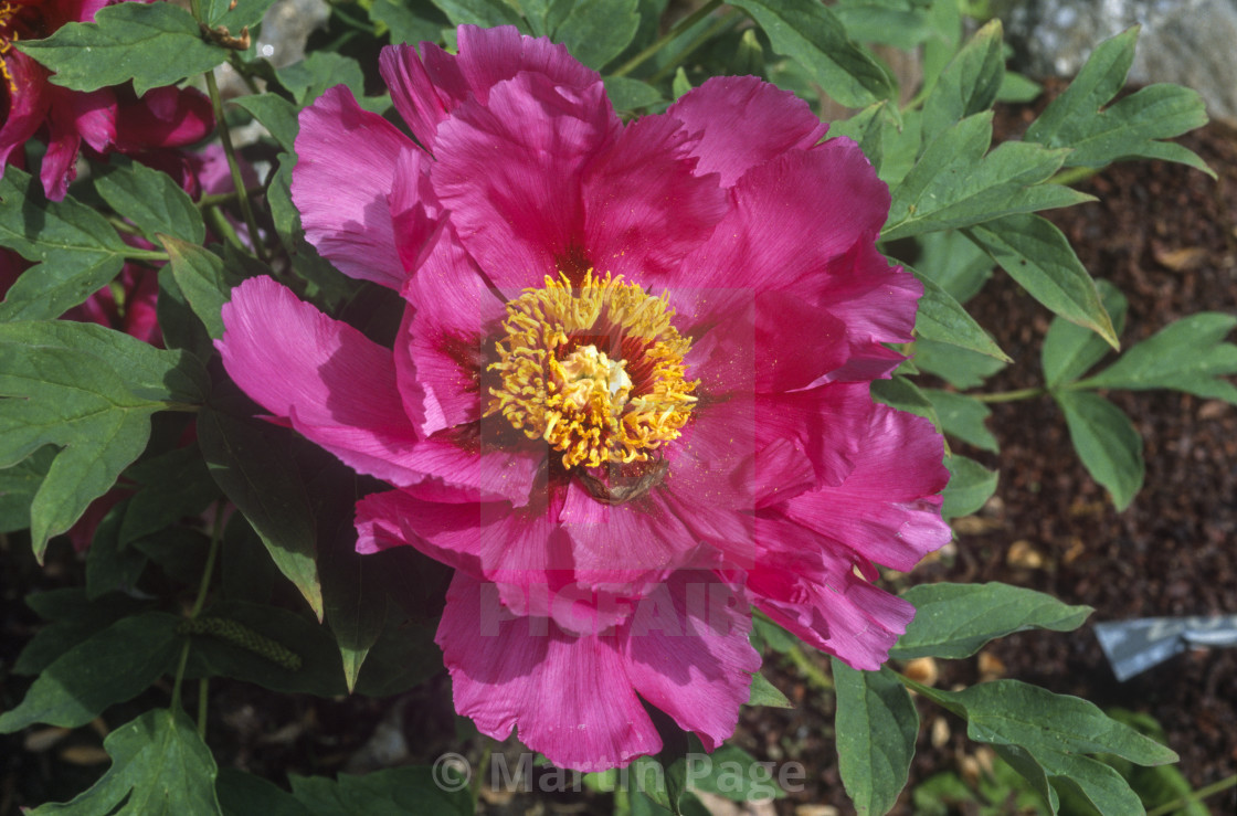 "Paeonia x suffruticosa 'Wei Zi' Wei's Purple'." stock image