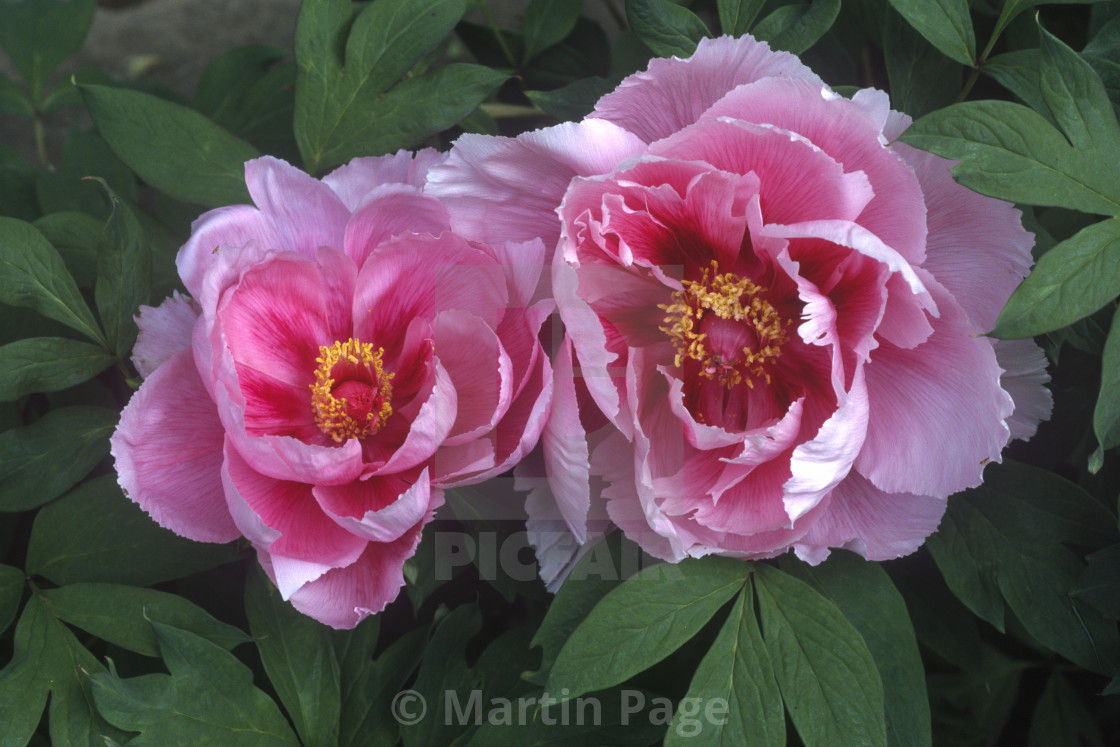 "Paeonia x suffruticosa 'Akashi-gata', Akashi Beach." stock image