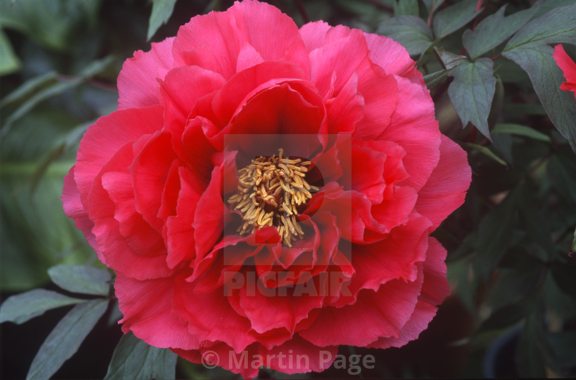 "Paeonia x suffruticosa 'Kaow', King of Flowers." stock image