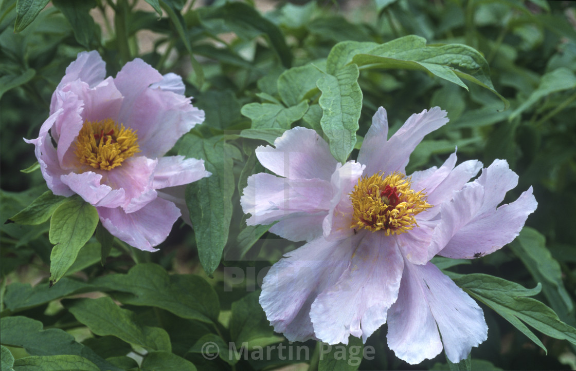 "Paeonia x suffruticosa 'Feng Dan Zhi', Purple Phoenix." stock image