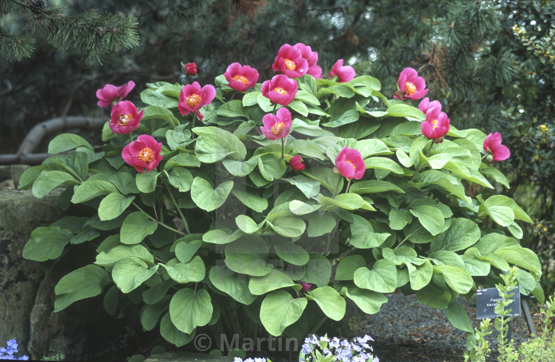 "Paeonia kavachensis." stock image