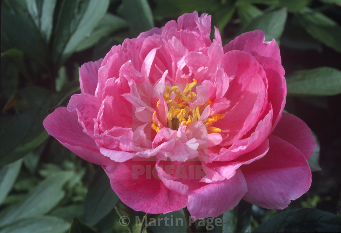 "Paeonia lactiflora 'Helen Hayes'." stock image