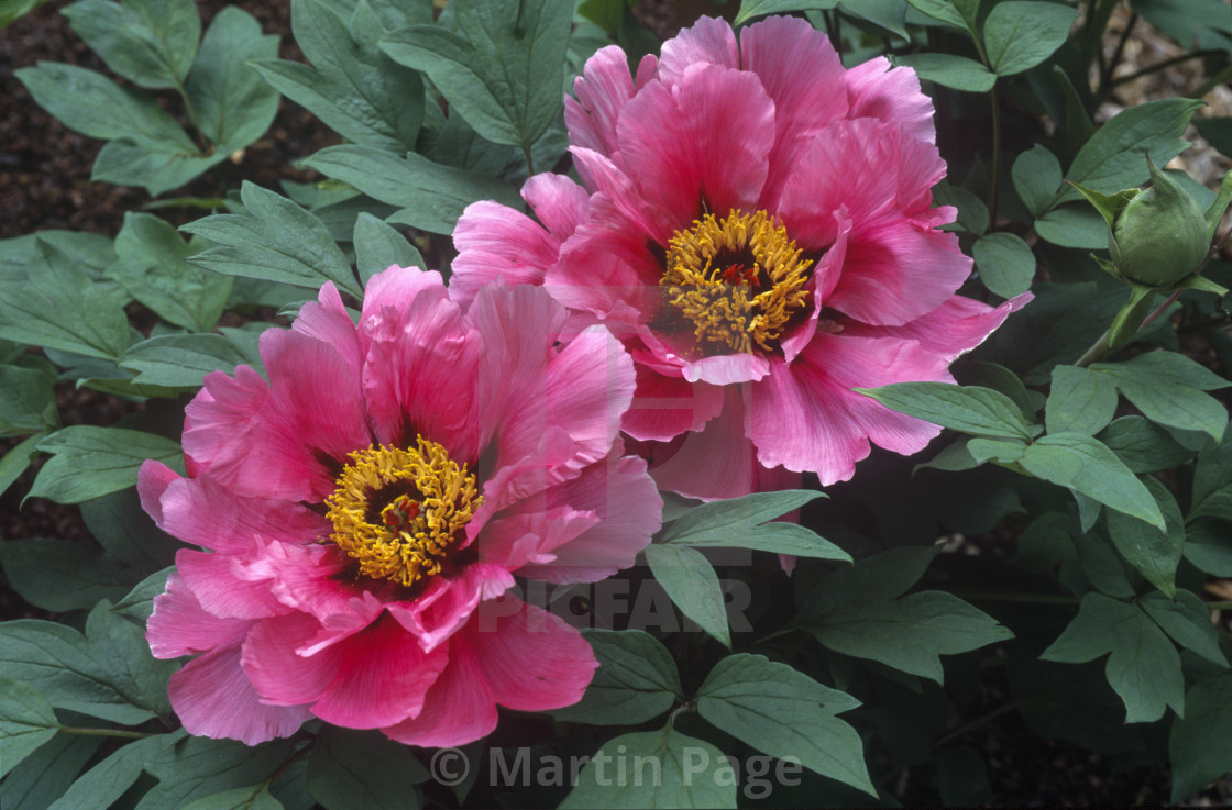 "Paeonia x lemoinei 'Isabella Riviere'." stock image