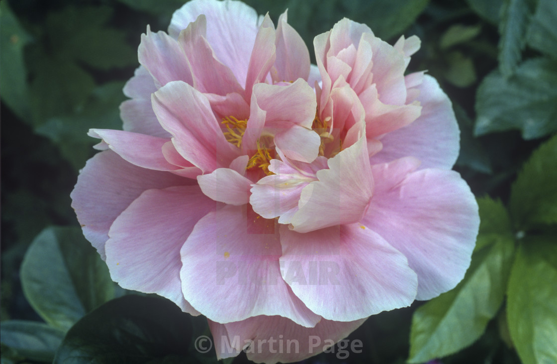 "Paeonia 'Salmon Dream'." stock image