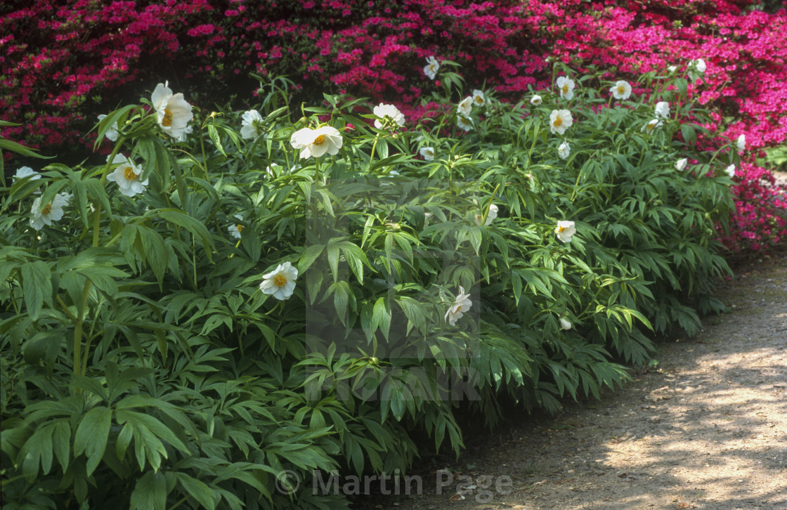 "Paeonia emodi, RHS Wisley." stock image