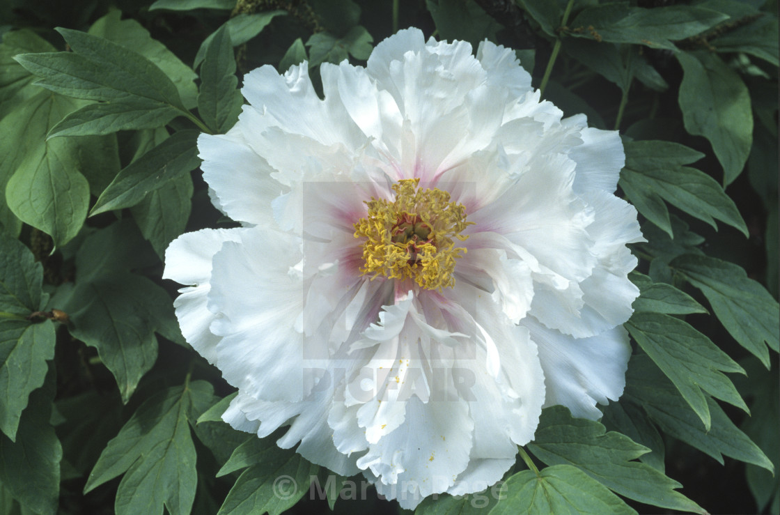 "Paeonia x suffruticosa 'Feng Dan Bai', White Phoenix." stock image