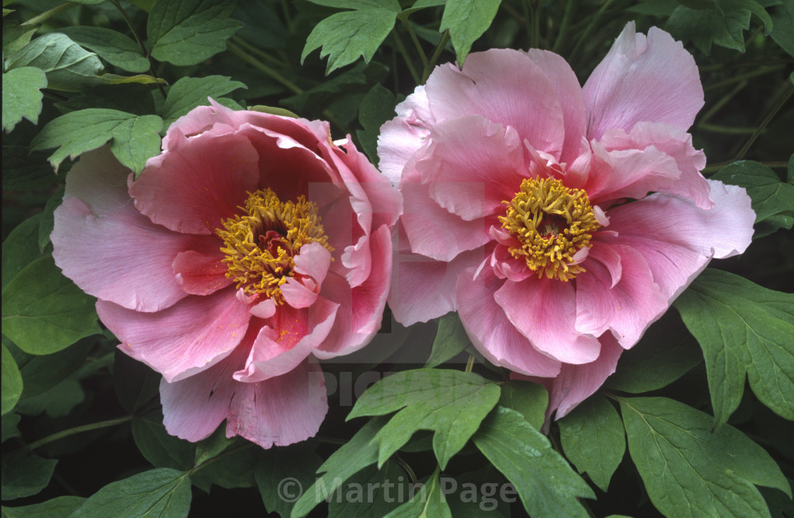 "Paeonia x suffruticosa 'Pink over Green Double'. Cricket Hill Nursery. Chinese tree peony." stock image