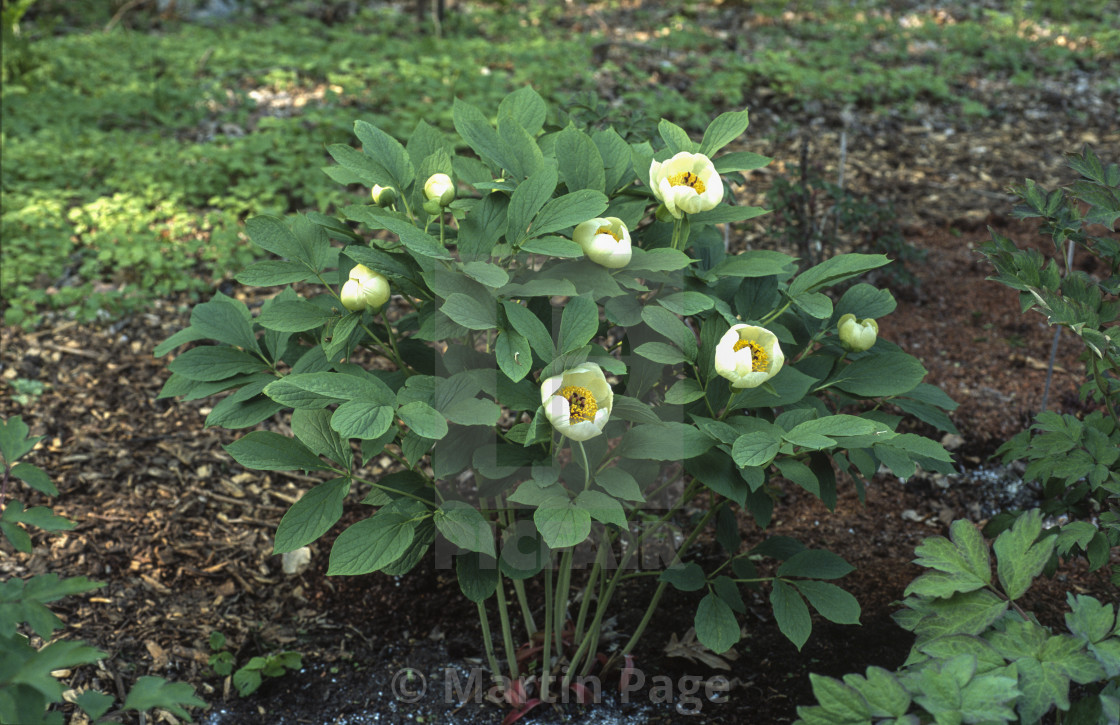 "Paeonia japonica, Cricket Hill Nursery, Connecticut." stock image