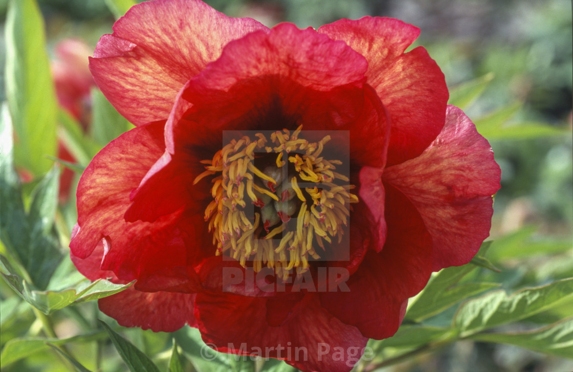 "Paeonia x lemoineii 'Gaughin'." stock image