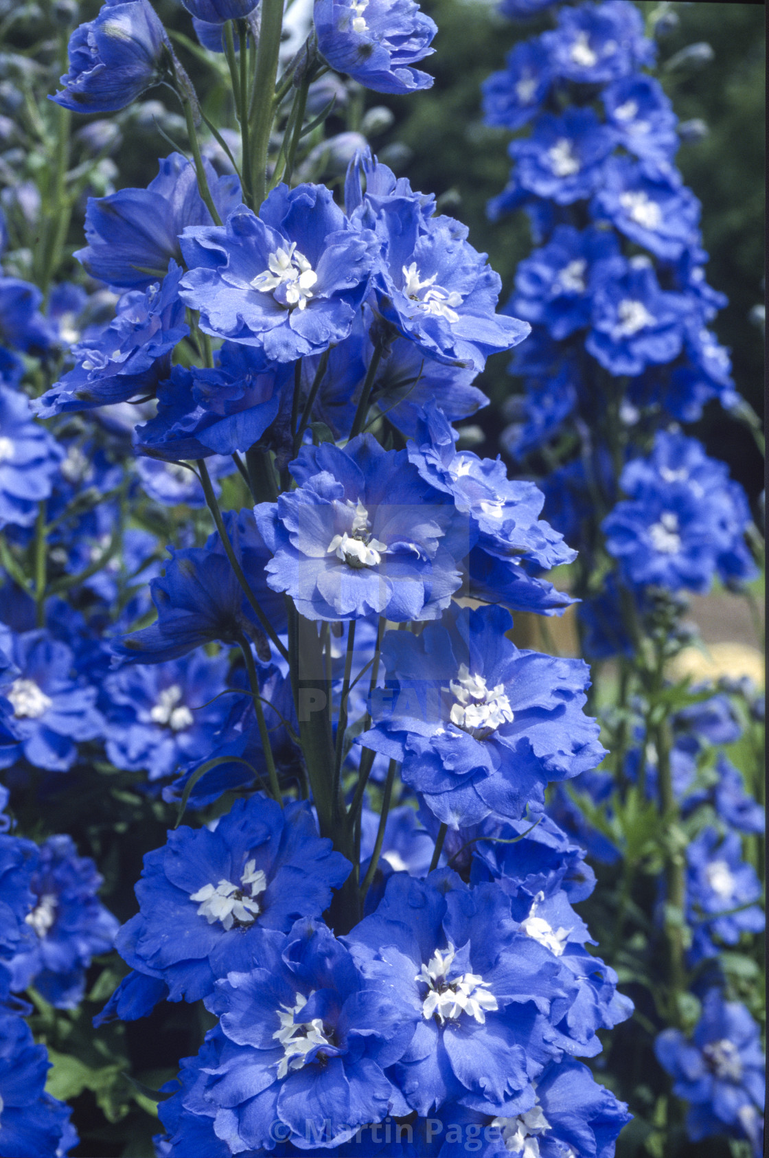 "Delphinium 'Blue Lagoon'. RHS Wisley." stock image