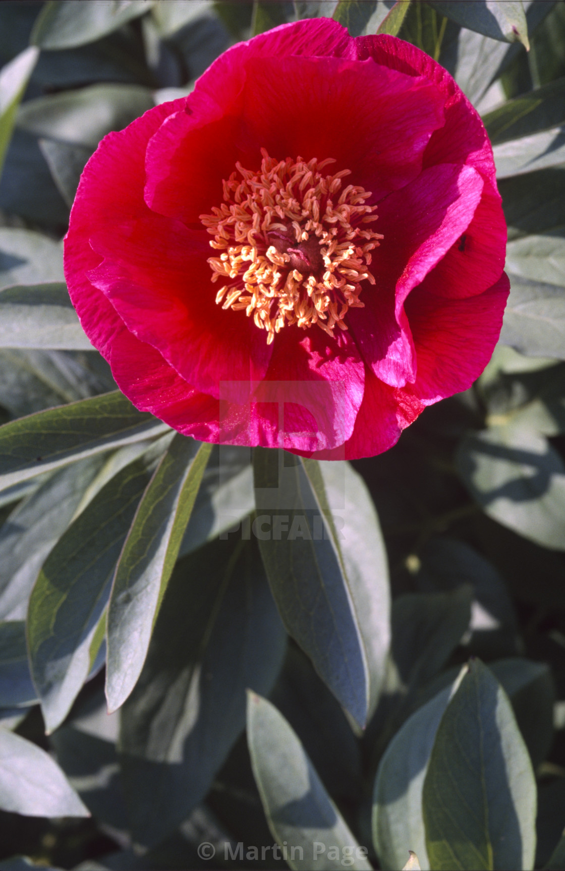 "Paeonia arietina, RBG Kew." stock image