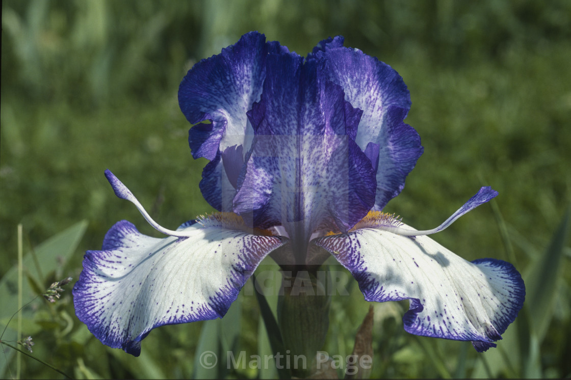 "Iris 'Cool Dragon', Tall bearded Iris. RHS Wisley." stock image
