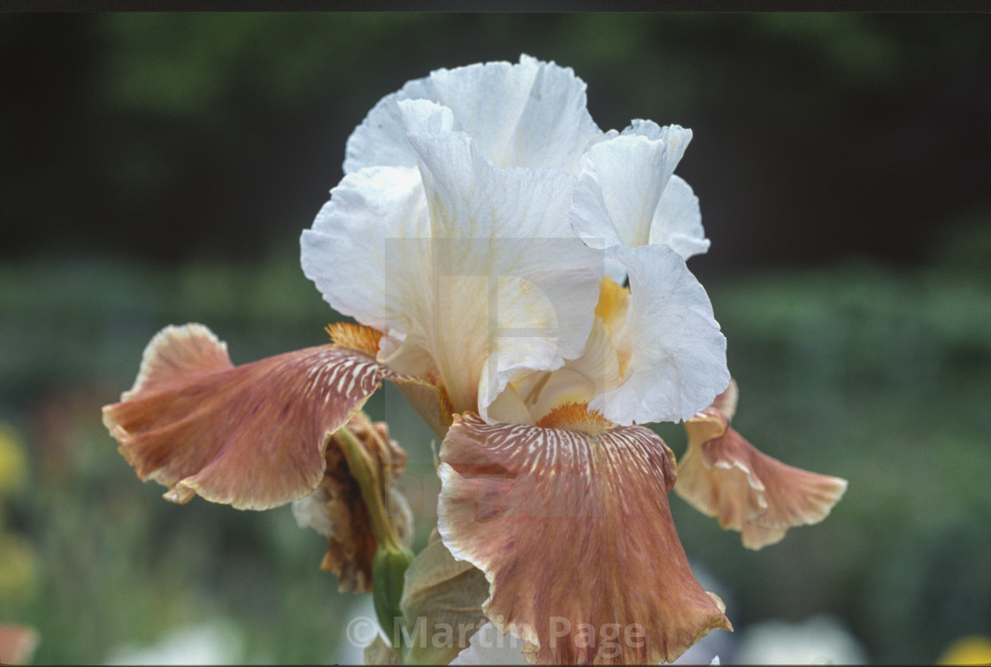 "Iris 'Frosted Biscuit'. Tall bearded Iris. AGM." stock image