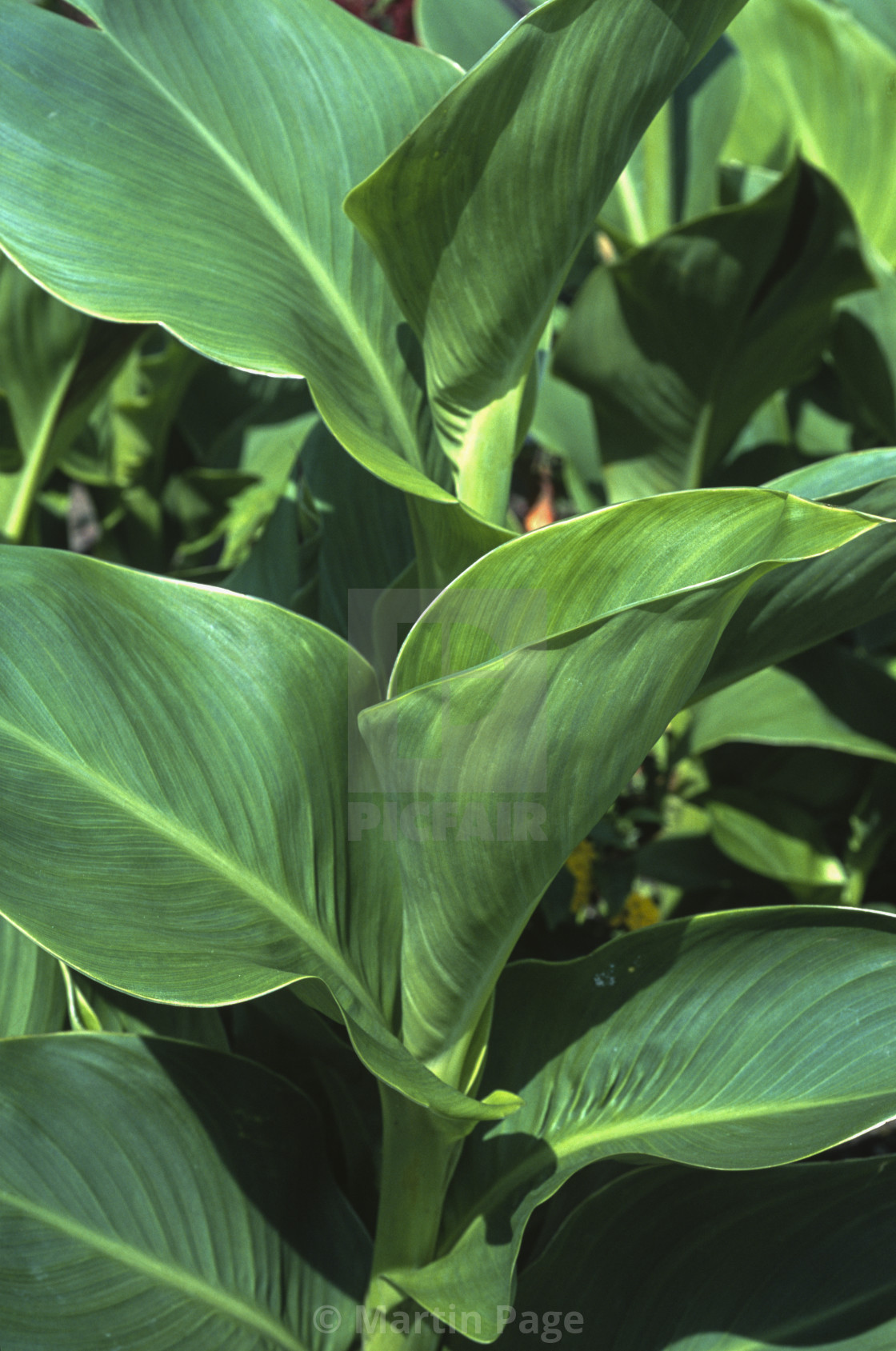 "Canna 'Cleopatra', synonym 'Yellow Humbert'." stock image