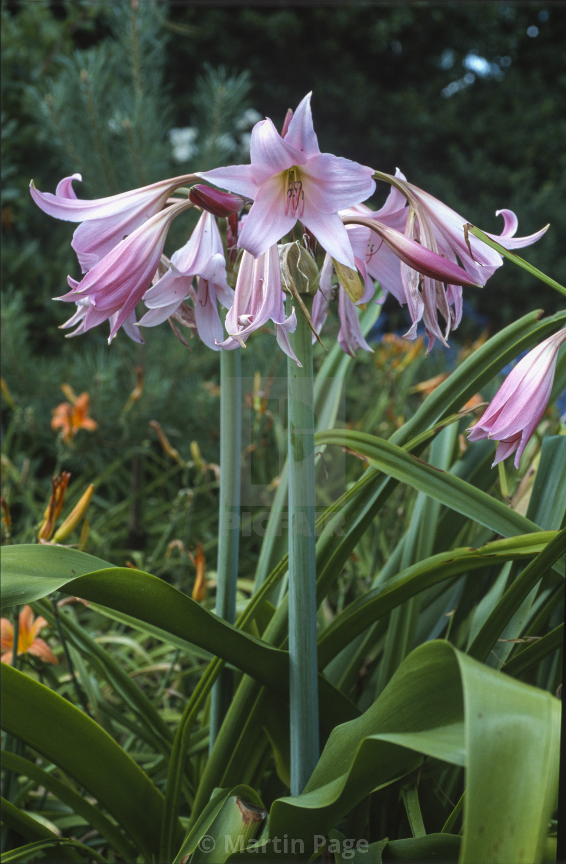 "Crinum x powellii, Cape Lily,swamp lily." stock image