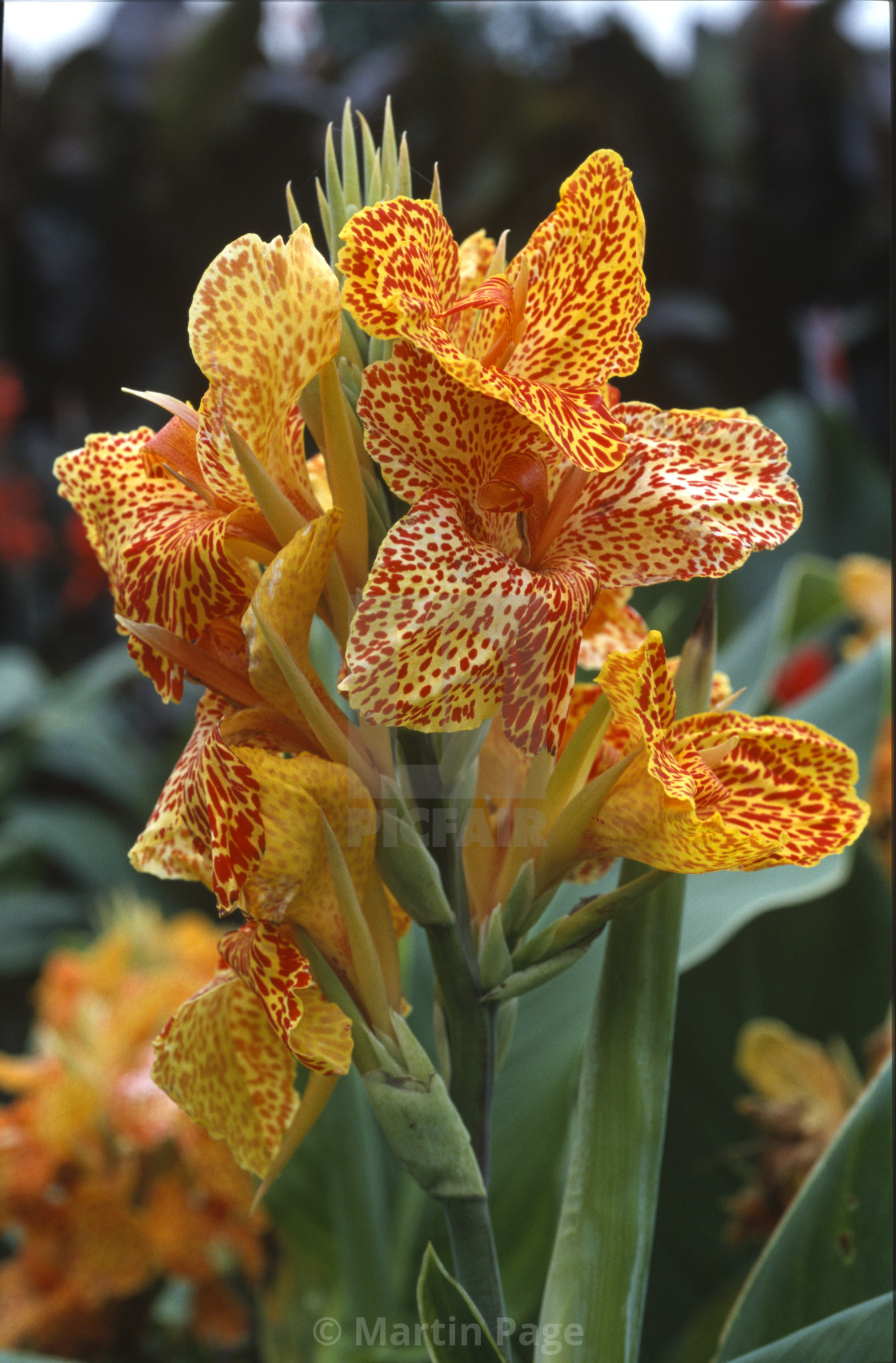 "Canna 'Picasso', RHS Wisley." stock image