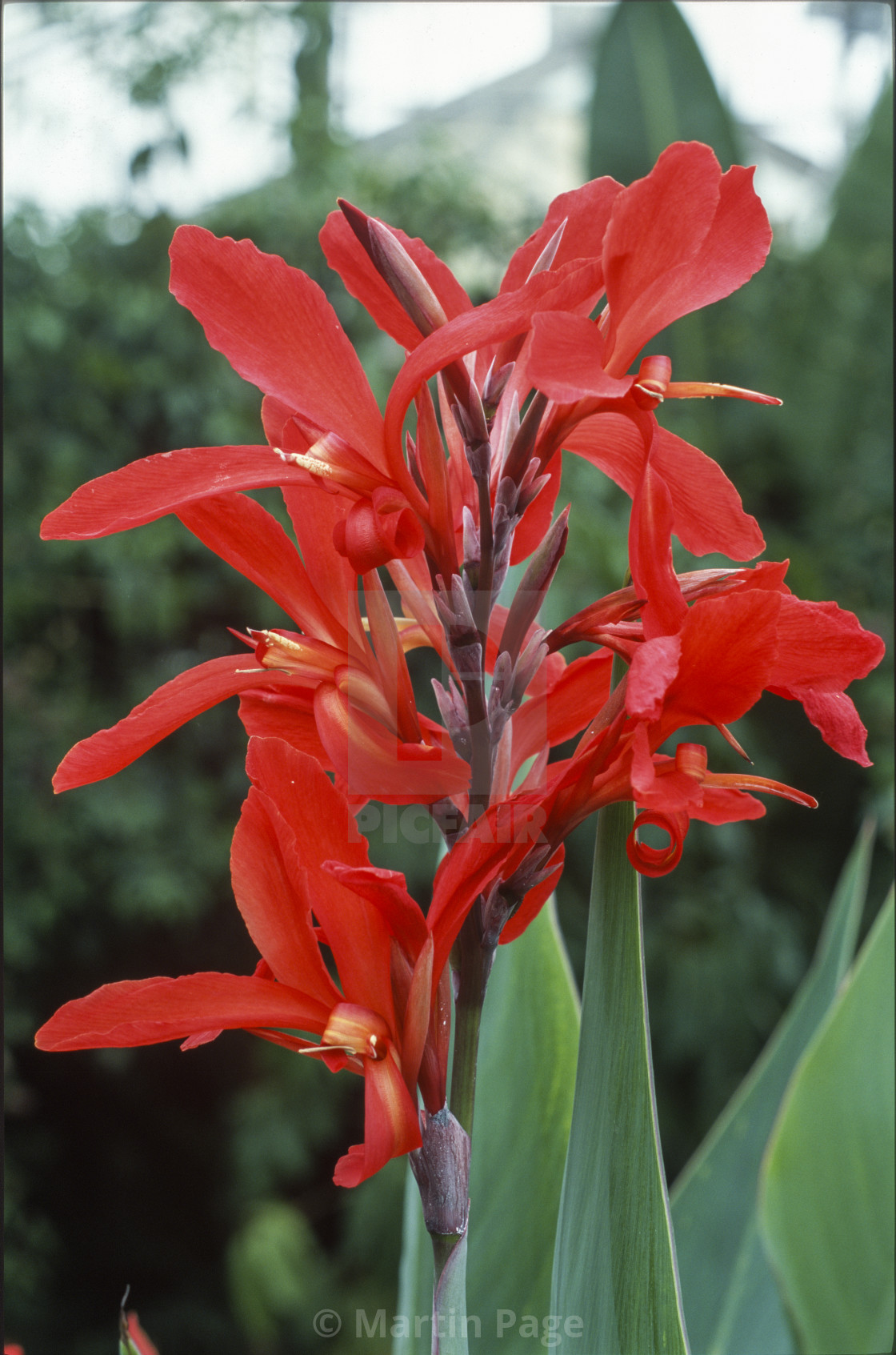 "Canna 'Endeavour', water canna, RHS Wisley." stock image