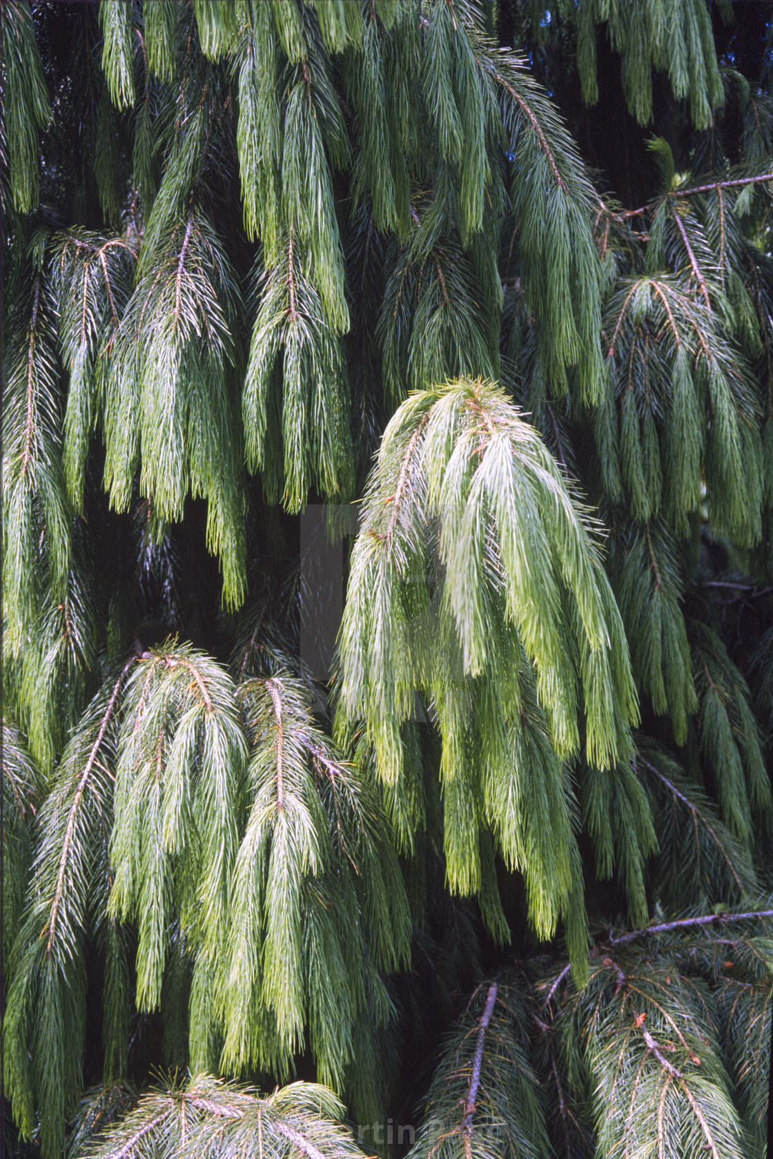 "Picea smithiana (Morinda spruce). Western Himalayan spruce." stock image