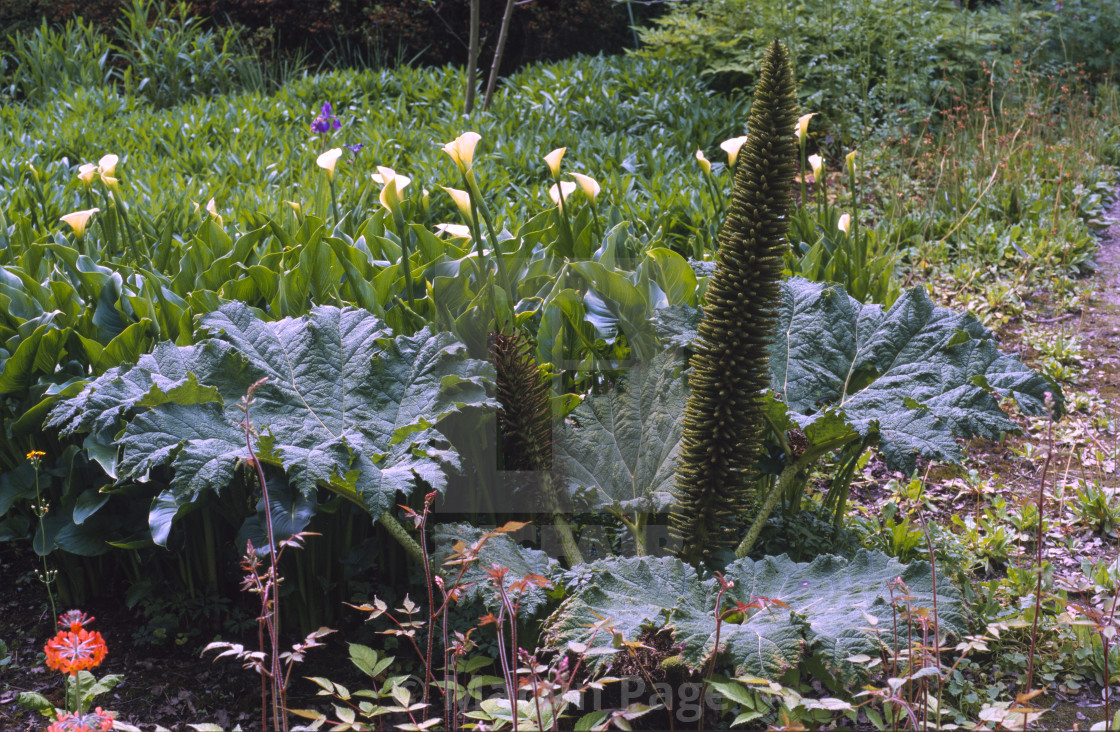 "Gunnera tinctoria (Chilean rhubarb), RHS Wisley." stock image