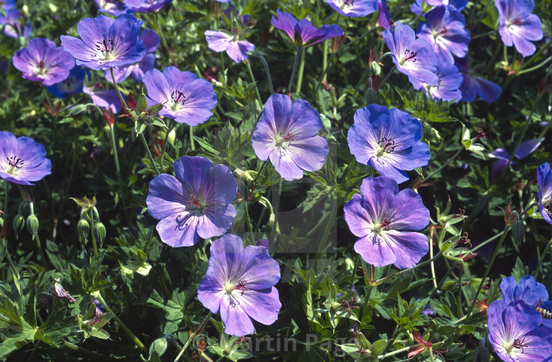 "Geranium (Rozanne) 'Gerwat'. RHS Wisley." stock image