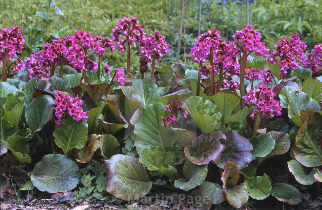 "Bergenia 'Ballawley'. RHS Wisley." stock image