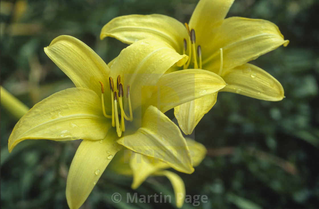 "Hemerocallis 'Marion Vaughn', day lily." stock image