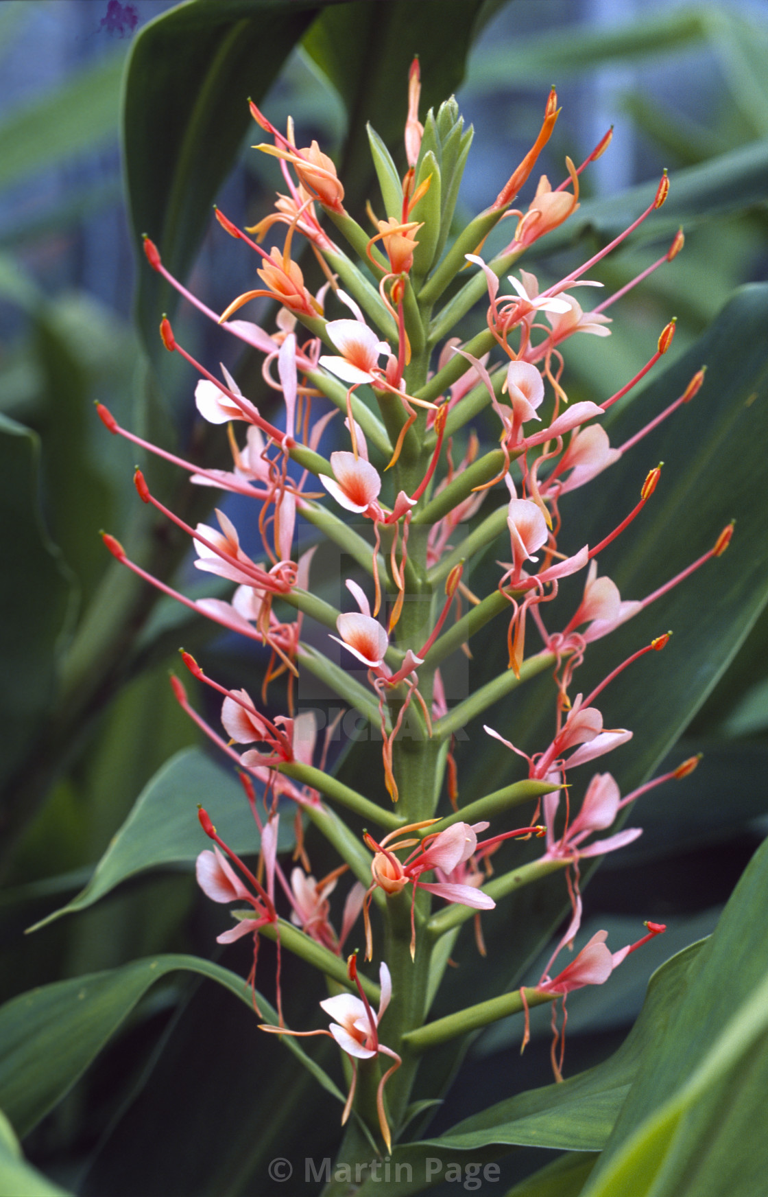 "Hedychium coccineum (hardy ginger)." stock image