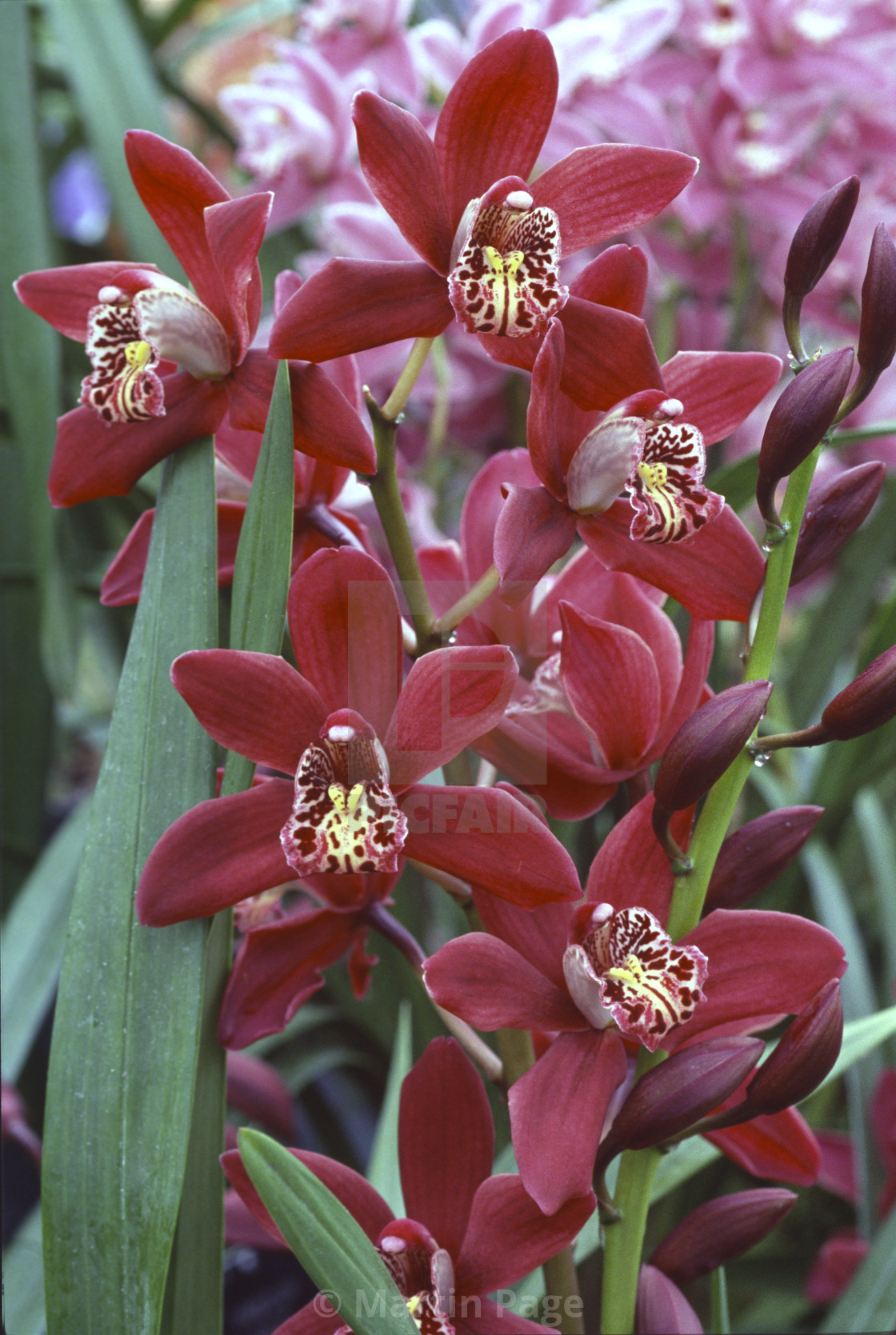 "Cymbidium 'Strathdon' Plumpton gx. RHS Wisley." stock image