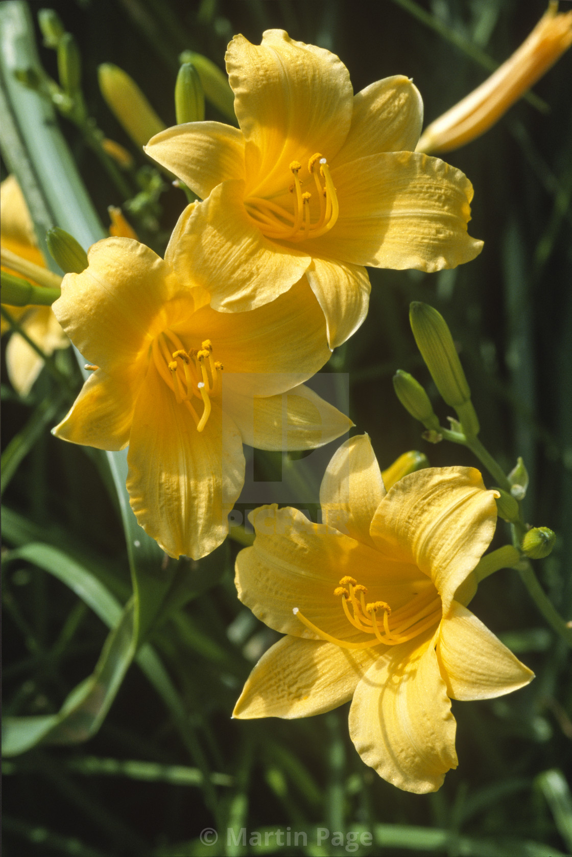 "Hemerocallis 'Daily Bread'. Day lily. RHS Wisley." stock image