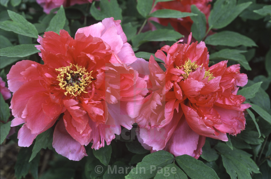 "Paeonia 'Cinnabar Ramparts', Cricket Hill Garden, Connecticut." stock image