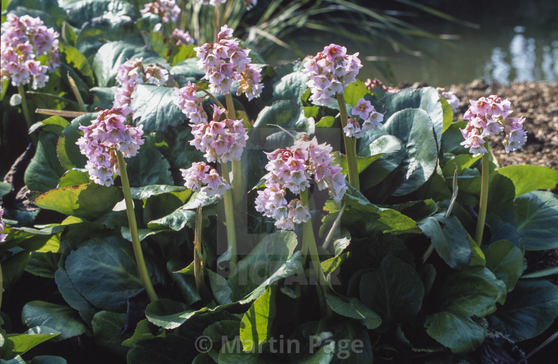 "Bergenia 'Baby Doll'. RHS Wisley." stock image