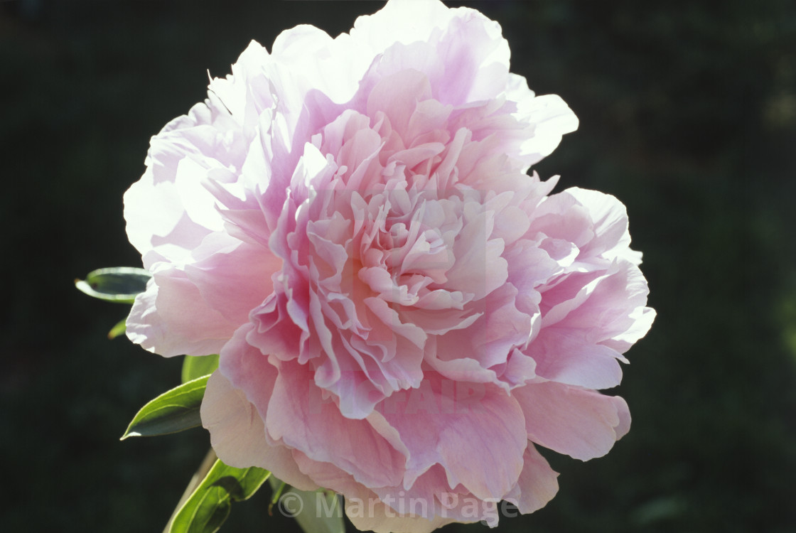 "Paeonia lactiflora 'Dinner Plate'." stock image