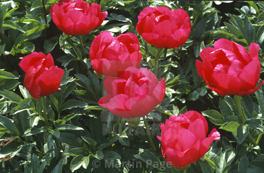 "Paeonia 'Montezuma', hybrid peony." stock image