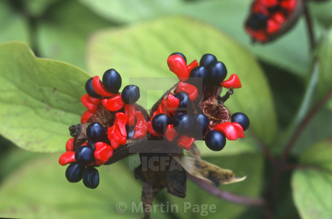 "Paeonia mlokosewitschii, Molly the Witch, seeds." stock image