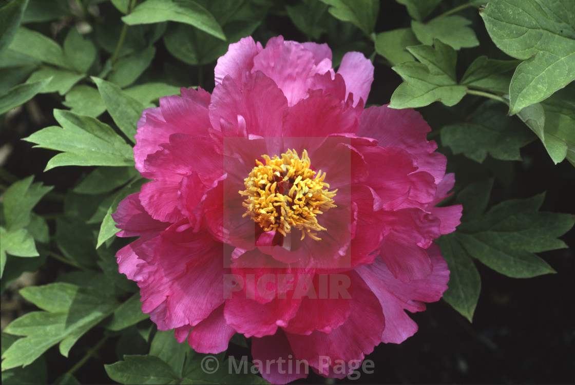 "Paeonia x suffruticosa 'Da Zong Zi' (Deep Dark Purple)." stock image