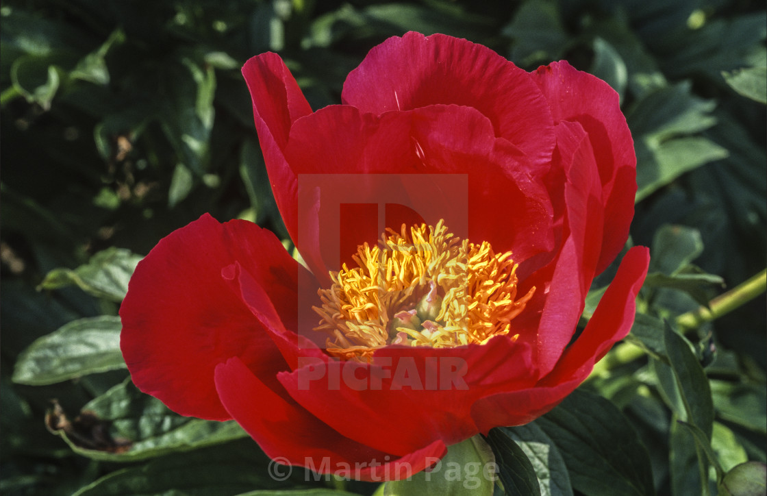 "Paeonia 'Scarlet O'Hara'. Hybrid peony." stock image