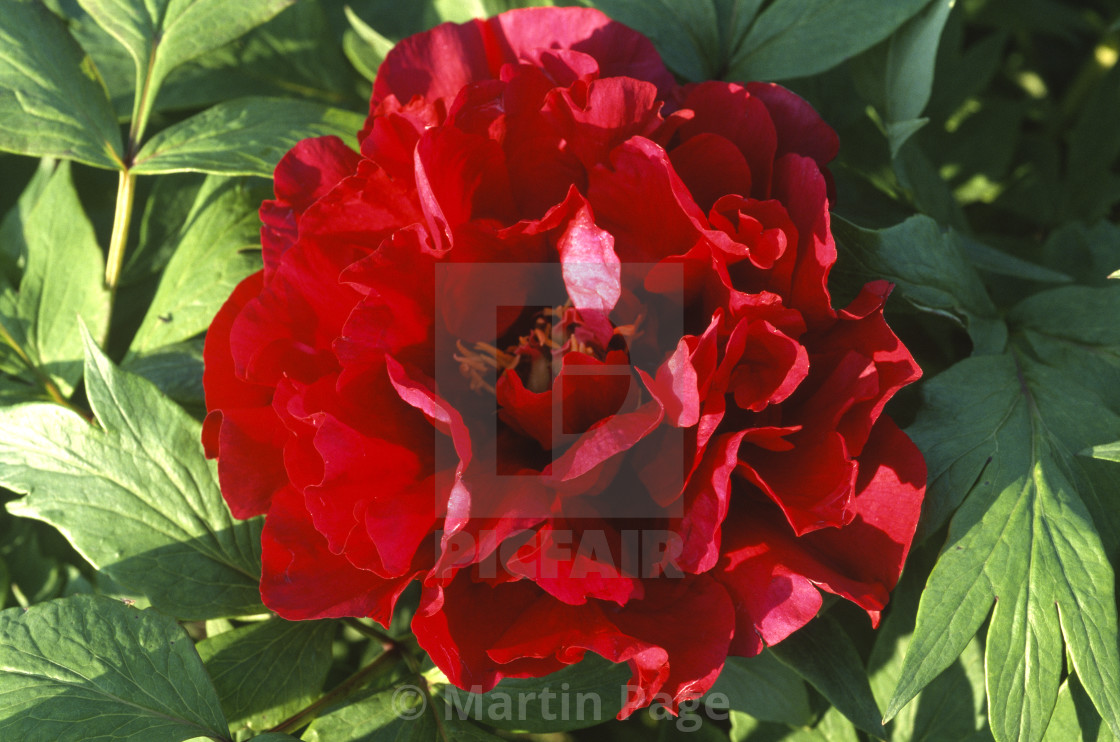 "Paeonia x lemoineii 'Hephestos'. Hollingsworth Nursery, Missouri." stock image