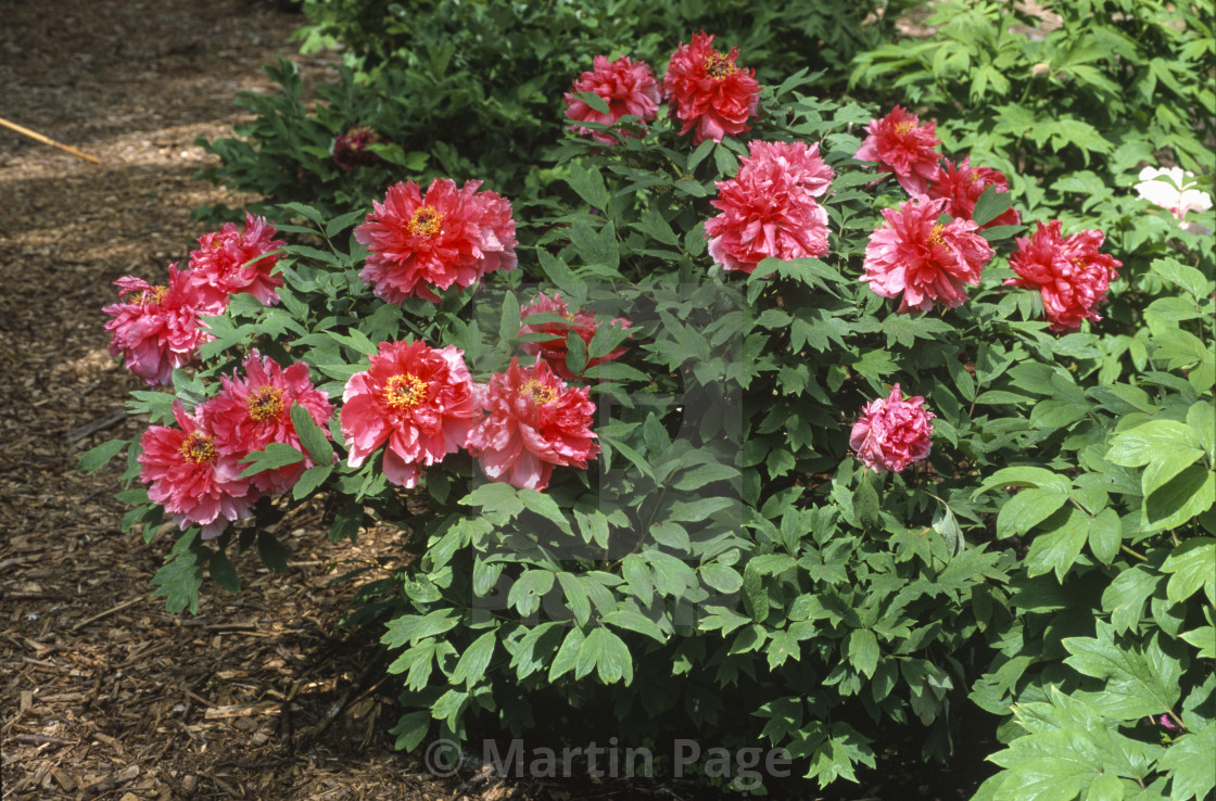 "Paeonia 'Cinnabar Ramparts', Cricket Hill Garden, Connecticut." stock image