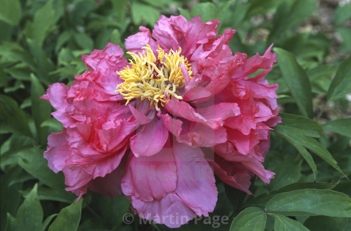 "Paeonia x suffruticosa 'Zhi Hong' (Rouge Red), Cricket Hill, Chinese tree peony." stock image