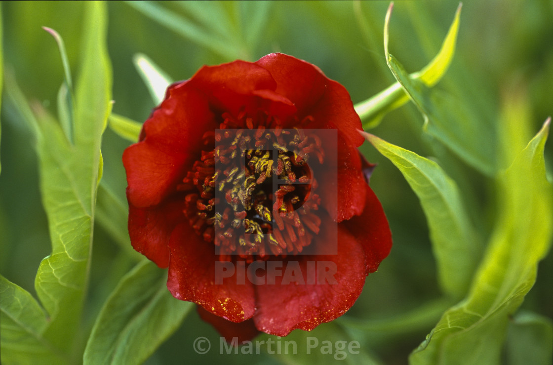 "Paeonia delavayi. Close up of flower, Bath Botanic Garden." stock image